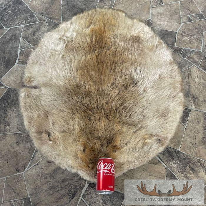 Beaver Tanned Pelt Taxidermy For Sale - Image 2