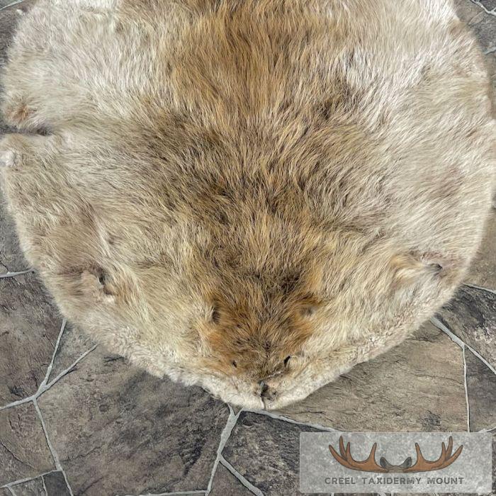 Beaver Tanned Pelt Taxidermy For Sale - Image 3