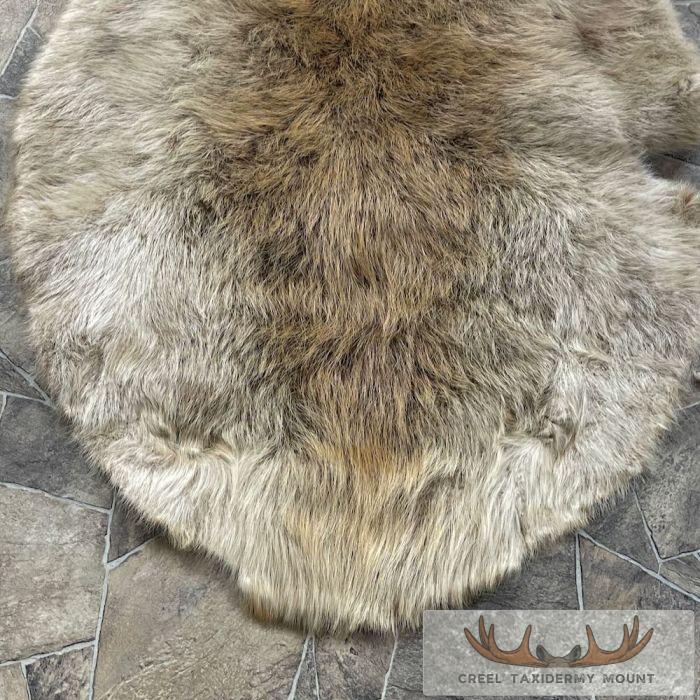 Beaver Tanned Pelt Taxidermy For Sale - Image 4