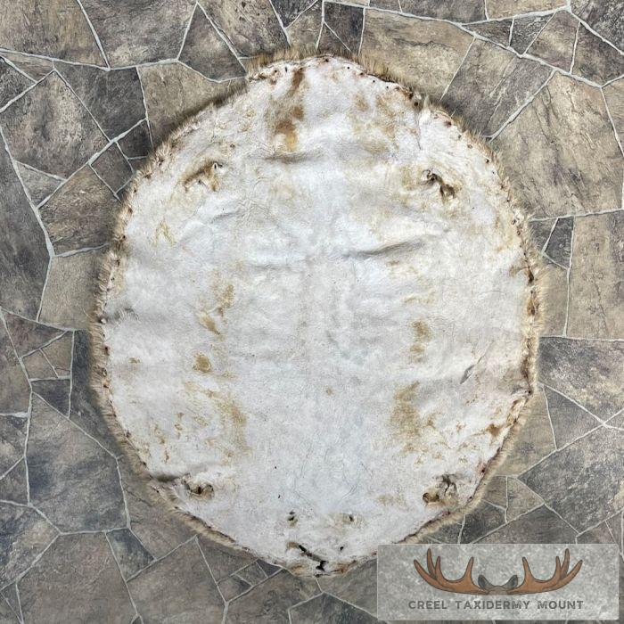 Beaver Tanned Pelt Taxidermy For Sale - Image 5