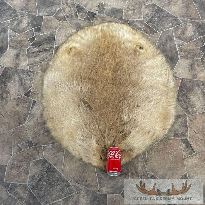 Beaver Tanned Pelt Taxidermy For Sale - Image 2