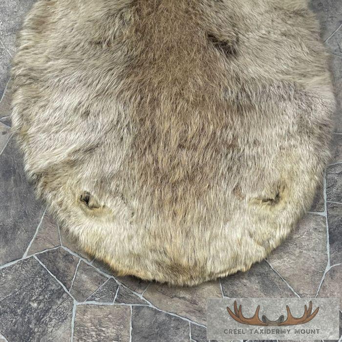 Beaver Tanned Pelt Taxidermy For Sale - Image 3