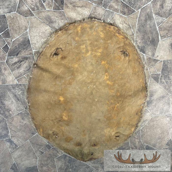 Beaver Tanned Pelt Taxidermy For Sale - Image 4