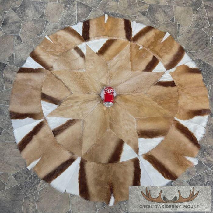 African Springbok Hide Taxidermy Throw For Sale - Image 2