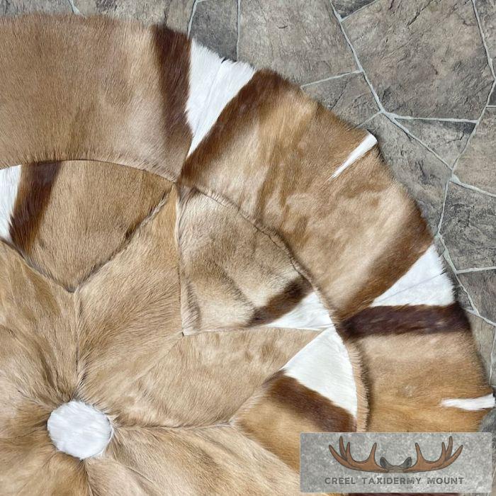 African Springbok Hide Taxidermy Throw For Sale - Image 4