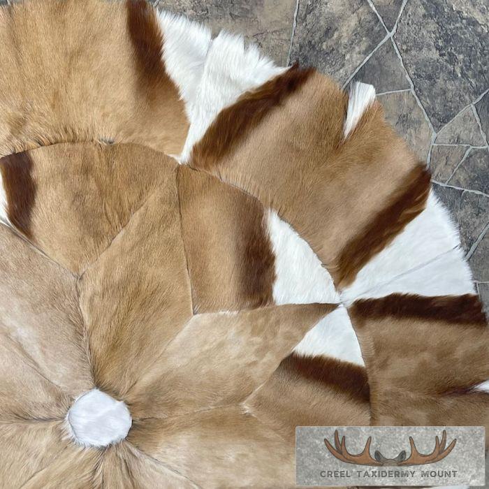 African Springbok Hide Taxidermy Throw For Sale - Image 6
