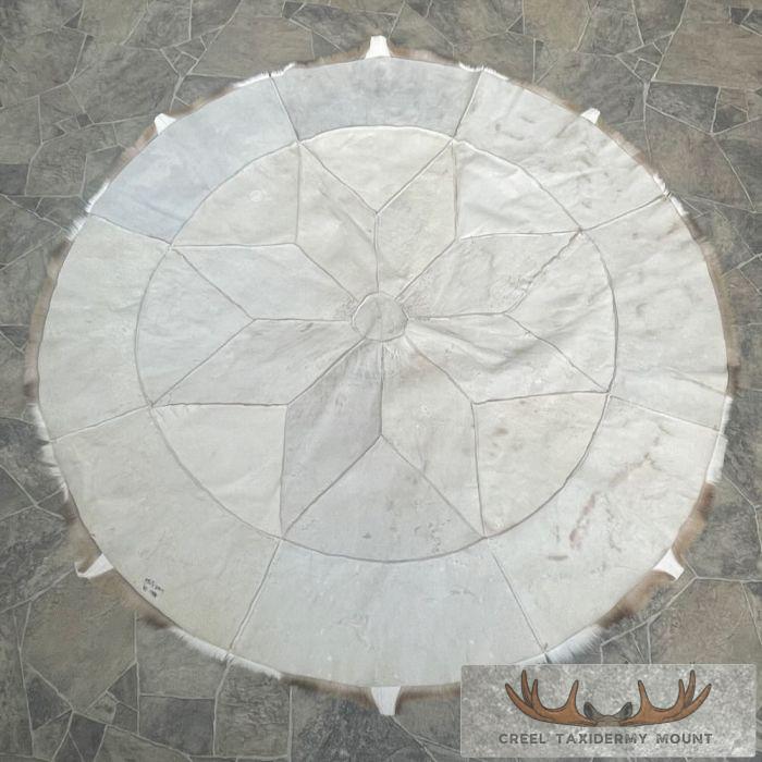 African Springbok Hide Taxidermy Throw For Sale - Image 7