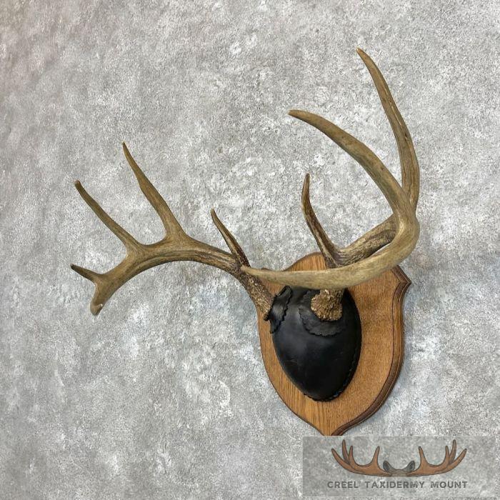 Whitetail Deer Antler Plaque Taxidermy Mount For Sale - Image 2