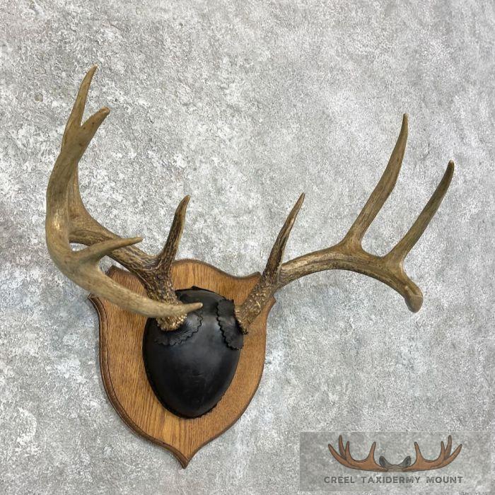 Whitetail Deer Antler Plaque Taxidermy Mount For Sale - Image 3