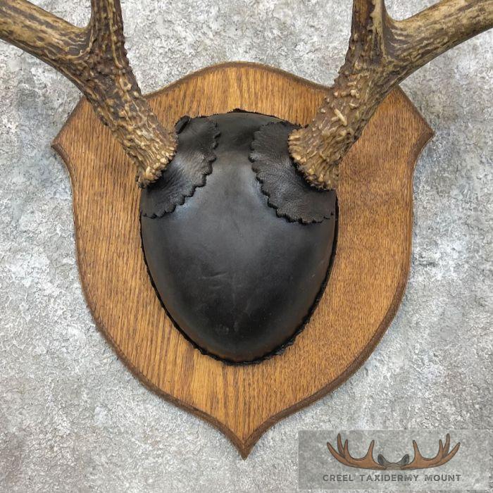 Whitetail Deer Antler Plaque Taxidermy Mount For Sale - Image 4