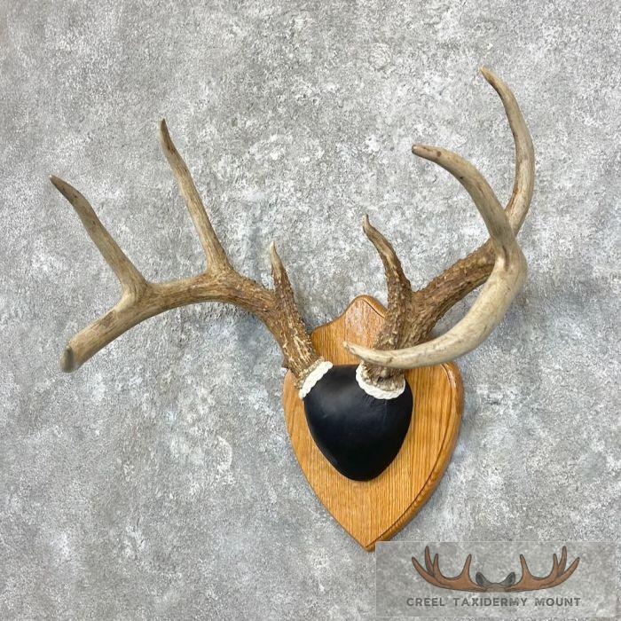 Whitetail Deer Antler Plaque Taxidermy Mount For Sale - Image 2