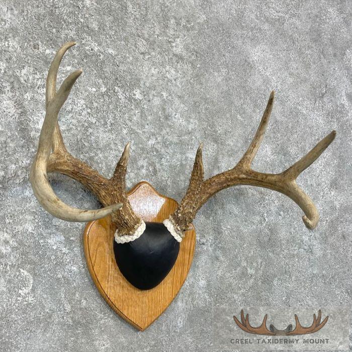 Whitetail Deer Antler Plaque Taxidermy Mount For Sale - Image 3