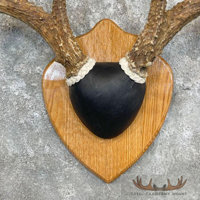 Whitetail Deer Antler Plaque Taxidermy Mount For Sale - Image 4