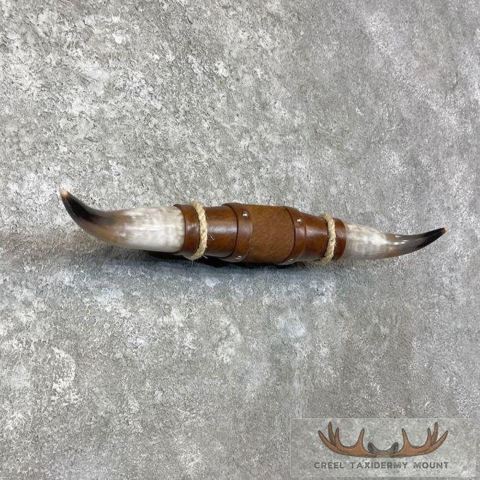 Longhorn Steer Plaque For Sale - Image 3