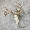 Whitetail Deer Skull European Taxidermy Mount For Sale - Image 2