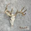 Whitetail Deer Skull European Taxidermy Mount For Sale - Image 3