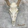 Whitetail Deer Skull European Taxidermy Mount For Sale - Image 4