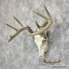 Whitetail Deer Skull European Taxidermy Mount For Sale - Image 2