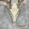 Whitetail Deer Skull European Taxidermy Mount For Sale - Image 4