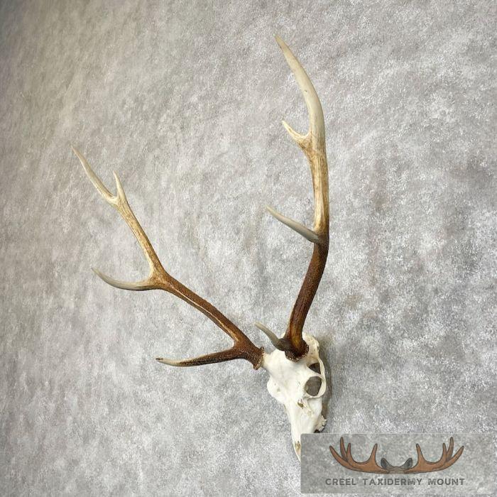 Axis Deer Skull & Antler European Mount For Sale - Image 2