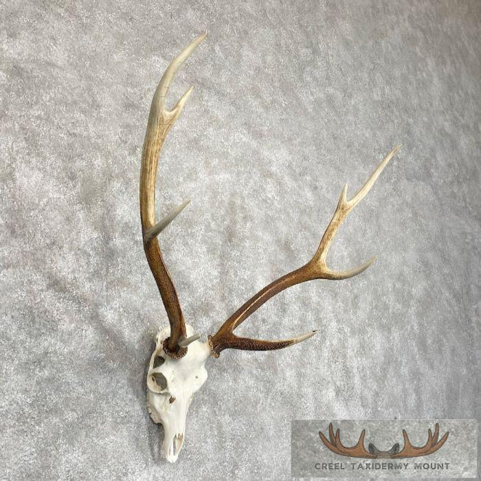 Axis Deer Skull & Antler European Mount For Sale - Image 3