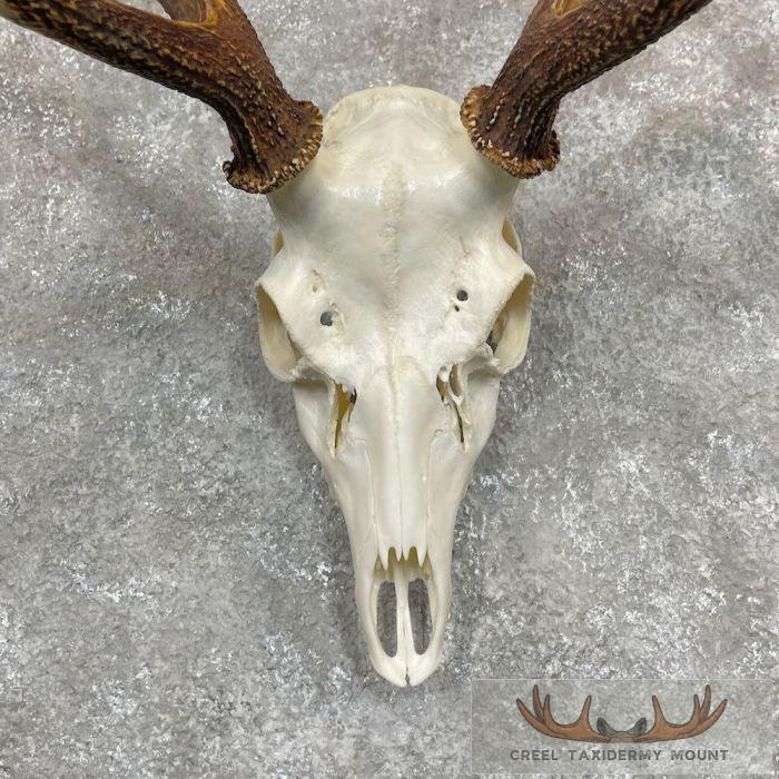 Axis Deer Skull & Antler European Mount For Sale - Image 4