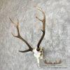 Axis Deer Skull & Antler European Mount For Sale - Image 2