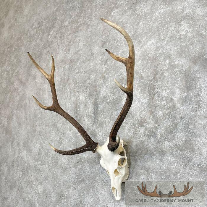Axis Deer Skull & Antler European Mount For Sale - Image 2