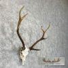 Axis Deer Skull & Antler European Mount For Sale - Image 3