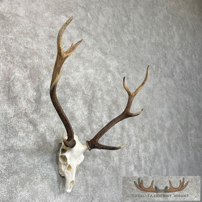 Axis Deer Skull & Antler European Mount For Sale - Image 3