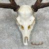 Axis Deer Skull & Antler European Mount For Sale - Image 4