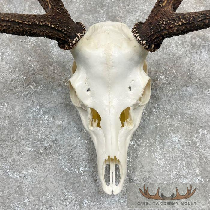 Axis Deer Skull & Antler European Mount For Sale - Image 4
