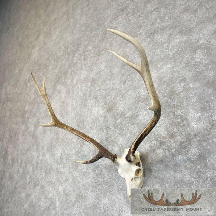 Axis Deer Skull & Antler European Mount For Sale - Image 2