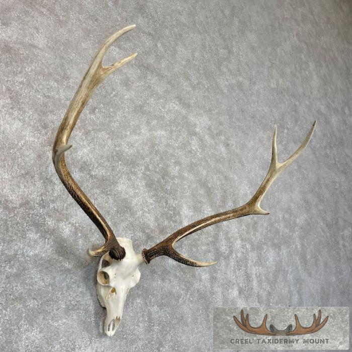 Axis Deer Skull & Antler European Mount For Sale - Image 3