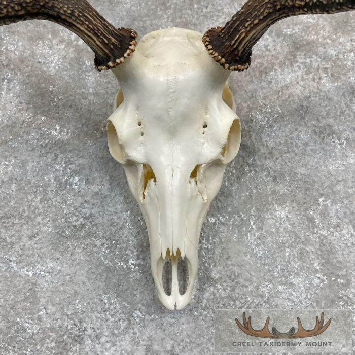 Axis Deer Skull & Antler European Mount For Sale - Image 4