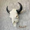 American Buffalo/Bison Skull Taxidermy Mount For Sale - Image 3