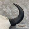 American Buffalo/Bison Skull Taxidermy Mount For Sale - Image 2