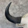 American Buffalo/Bison Skull Taxidermy Mount For Sale - Image 4