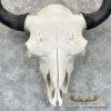 American Buffalo/Bison Skull Taxidermy Mount For Sale - Image 5