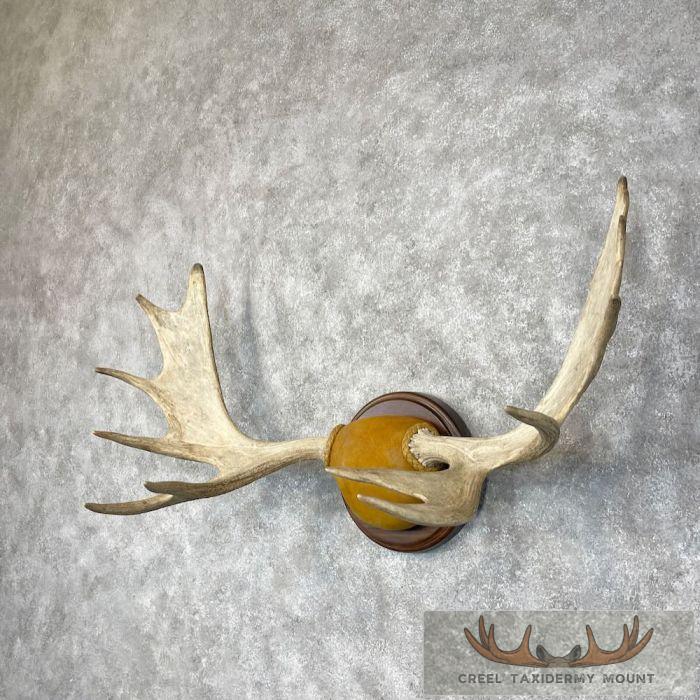 Moose Antler Taxidermy Plaque For Sale - Image 2