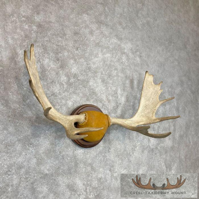 Moose Antler Taxidermy Plaque For Sale - Image 3