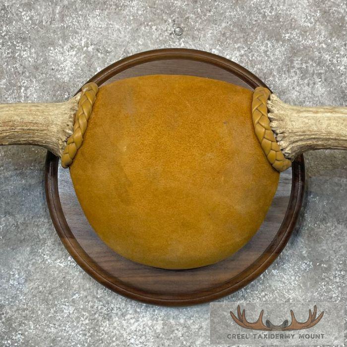 Moose Antler Taxidermy Plaque For Sale - Image 4