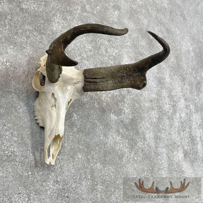 Pronghorn Skull European Taxidermy Mount For Sale - Image 2