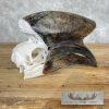 African Hornbill Taxidermy Skull For Sale - Image 2