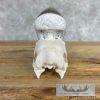African Hornbill Taxidermy Skull For Sale - Image 3