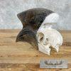 African Hornbill Taxidermy Skull For Sale - Image 4