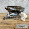 African Hornbill Taxidermy Skull For Sale - Image 5