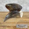 African Hornbill Taxidermy Skull For Sale - Image 6