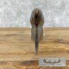 African Hornbill Taxidermy Skull For Sale - Image 7