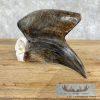 African Hornbill Taxidermy Skull For Sale - Image 8
